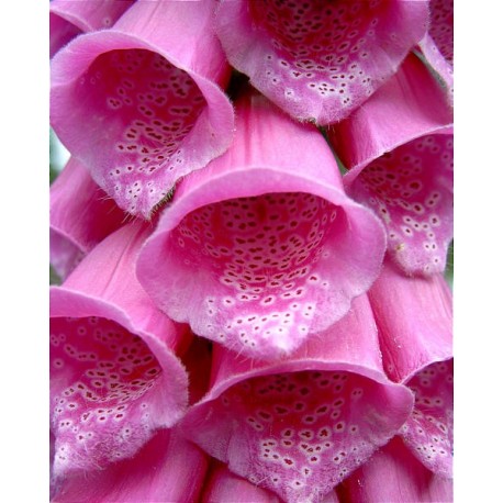 Dedalera purpura