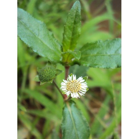 Eclipta alba
