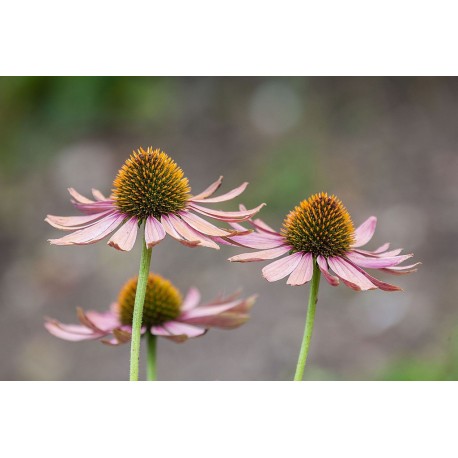 Equinácea purpurea