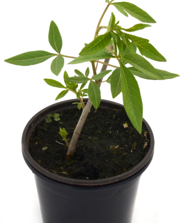 Vitex - Sauzgatillo