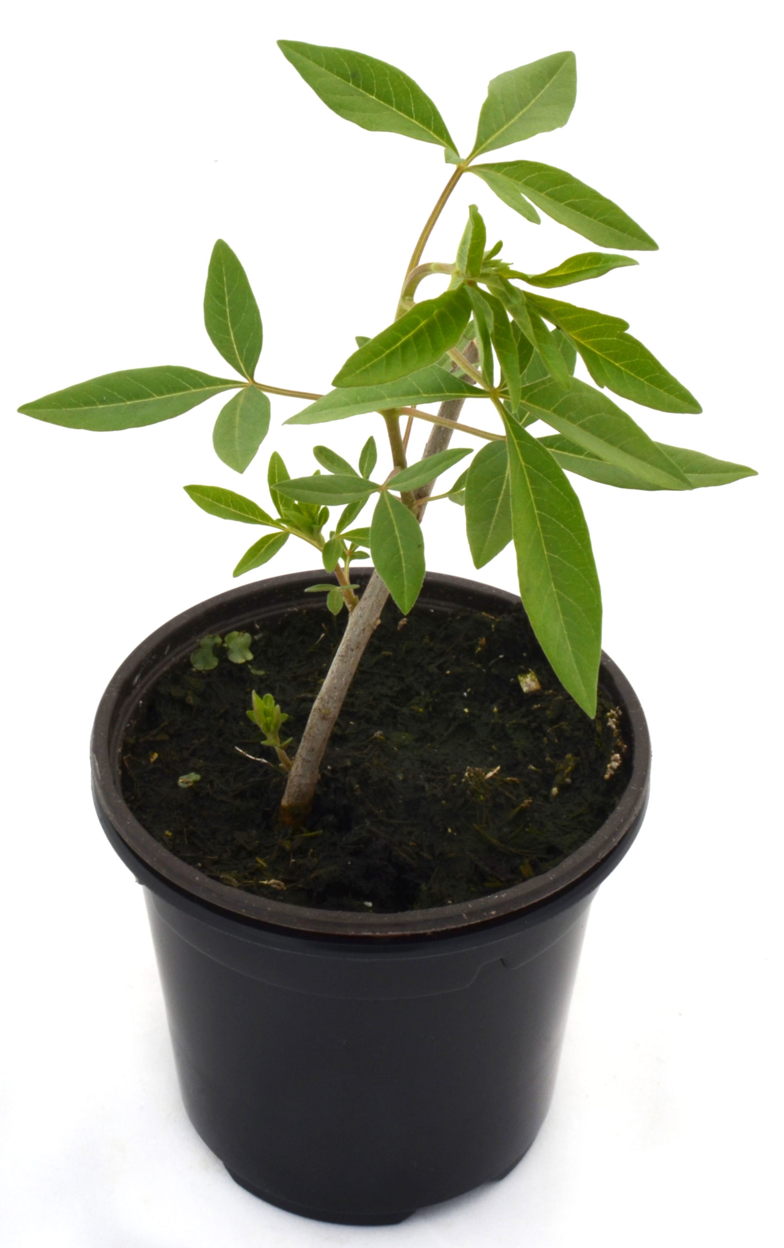 Vitex - Sauzgatillo