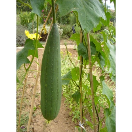Calabaza esponja (Lufa)