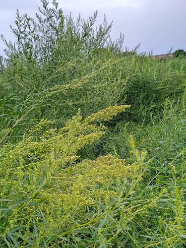 Estragón Aromático