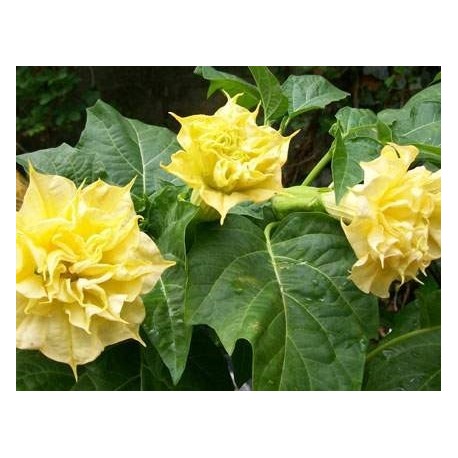 Floripondio amarillo