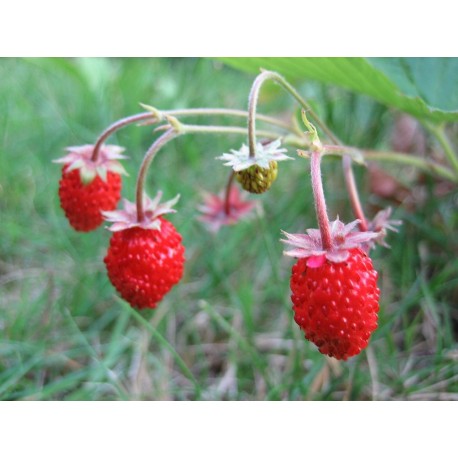Fresa del bosque