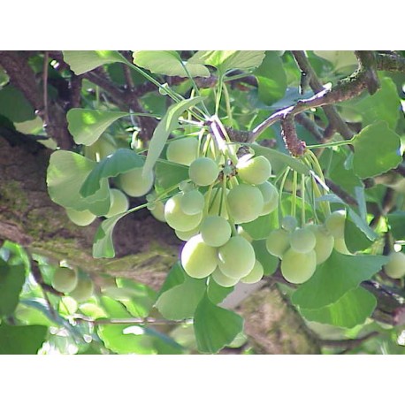 Ginkgo Biloba macho