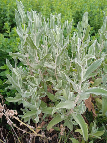 Semilla