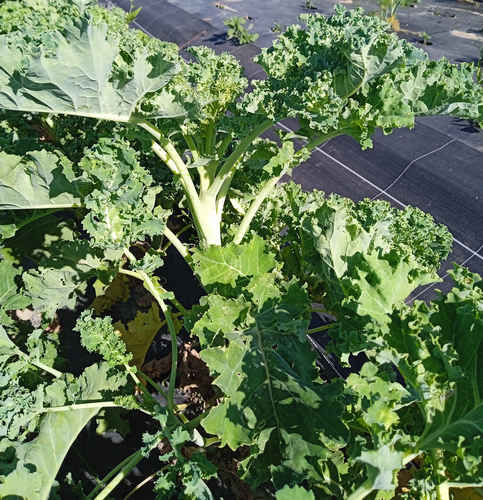 Kale verde