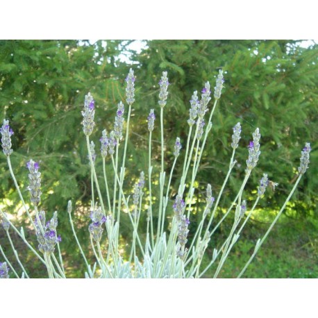 Lavanda / Alhucena de Andalucía