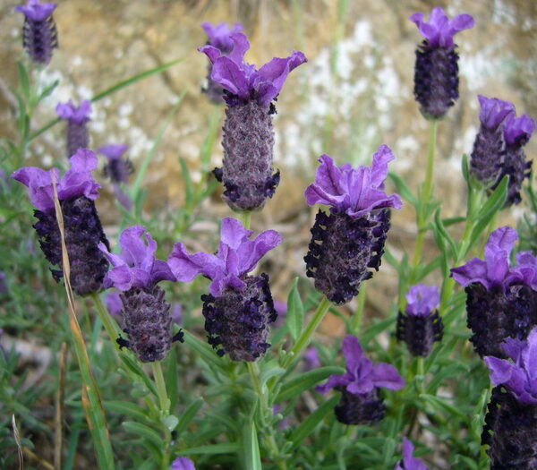 Lavanda / Tomillo borriquero