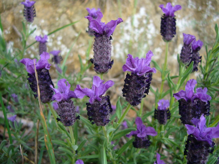 Lavanda / Tomillo borriquero