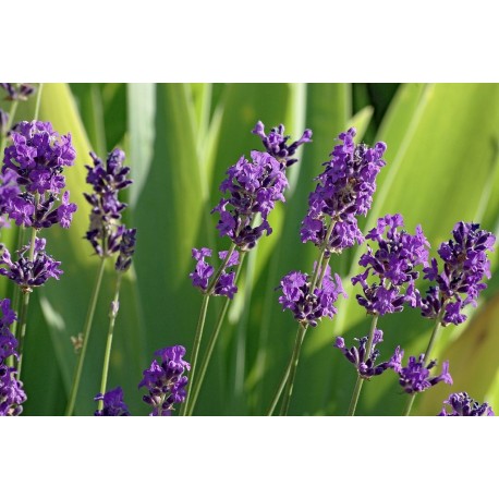 Lavanda Angustifolia