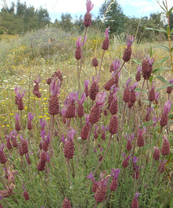 Lavanda Cantueso