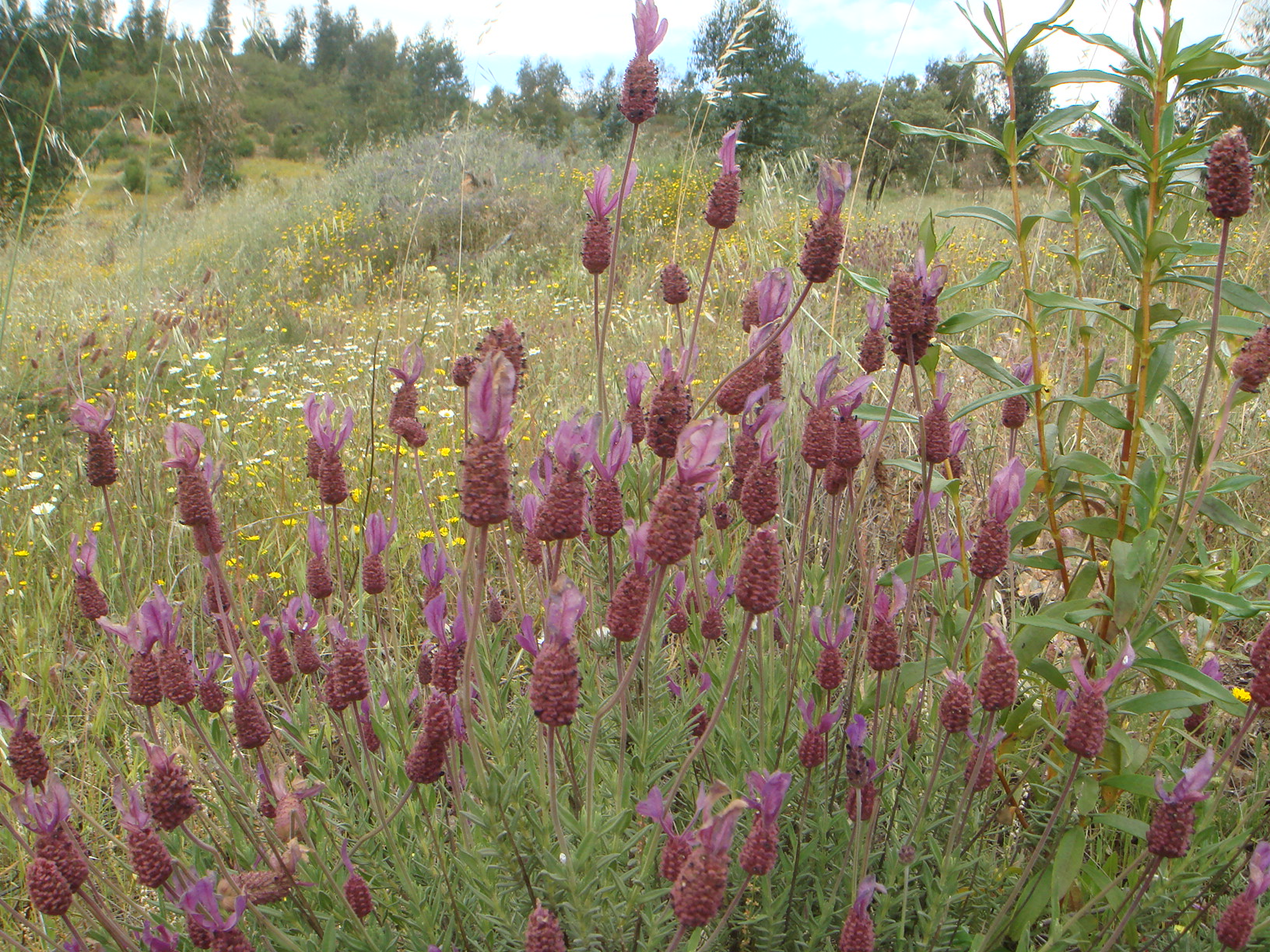 Lavanda Cantueso