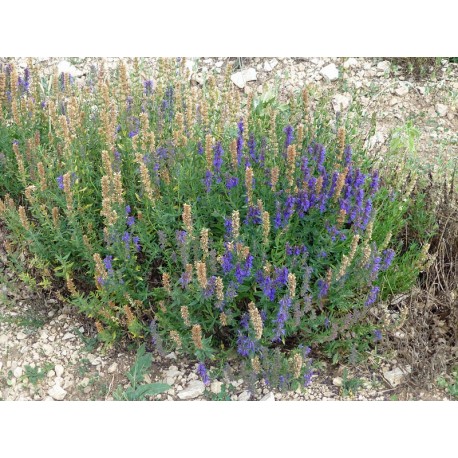 Lavanda Latifolia
