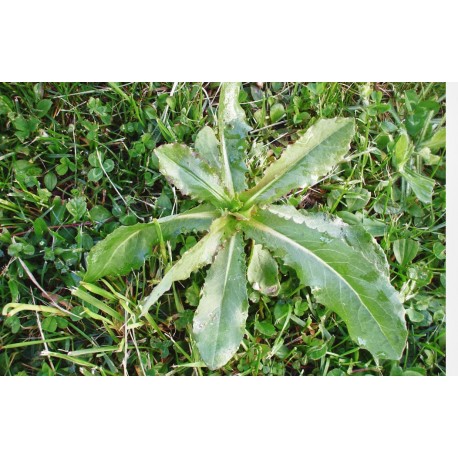 Lechuga silvestre