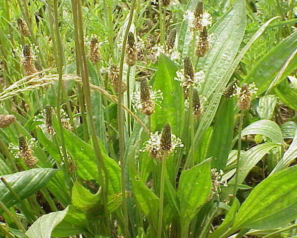 Llantén hoja estrecha