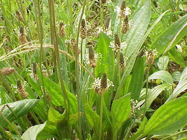 Llantén hoja estrecha
