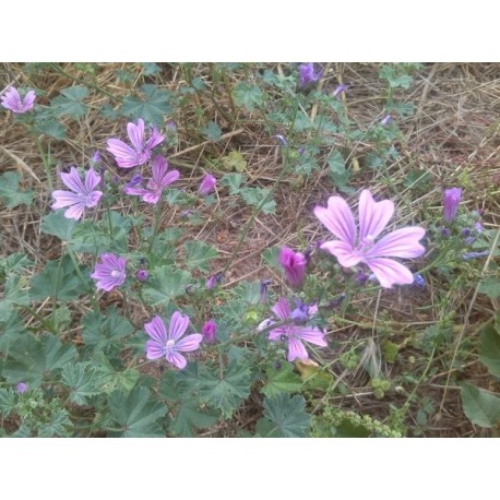 Malva