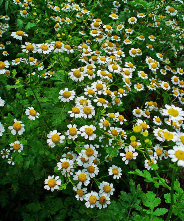 Matricaria