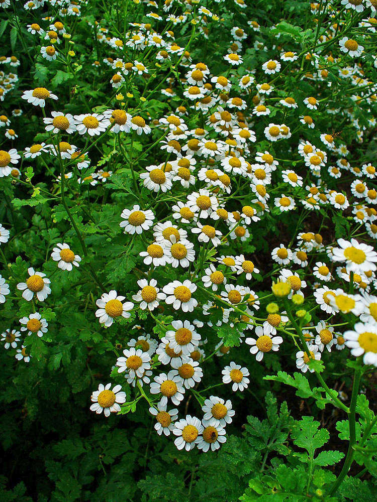Matricaria