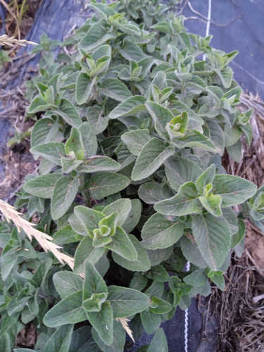 Menta Acuática