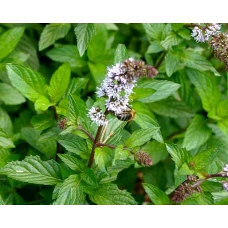 Menta piperita