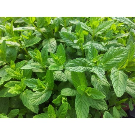 Menta Poleo