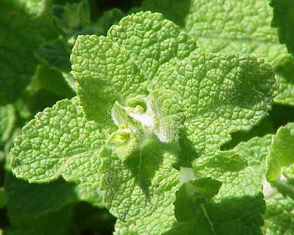 Menta rotundifolia