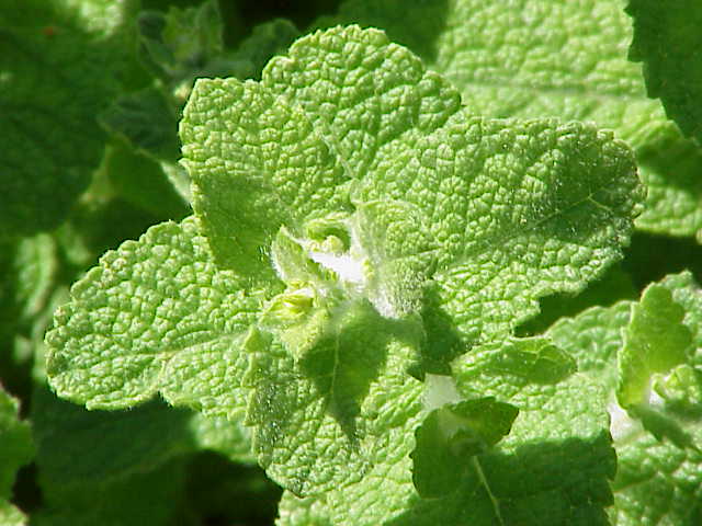 Menta rotundifolia