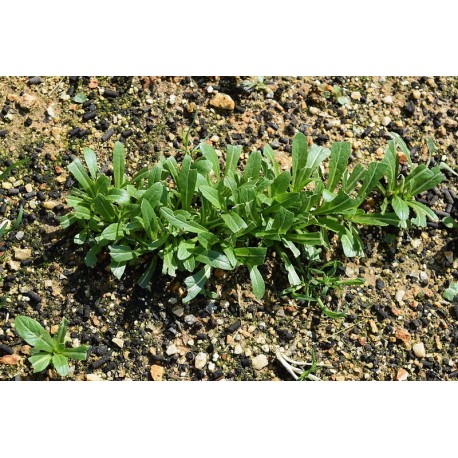 Mibuna hoja ensalada