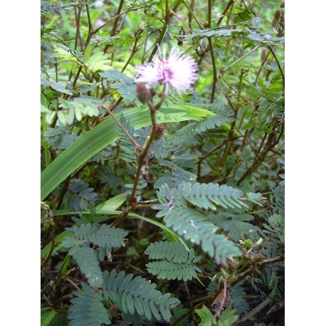 Mimosa Púdica