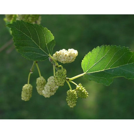 Morera blanca semillas-arboles