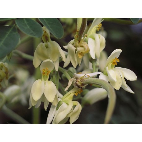 Moringa, 1kg