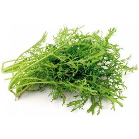 Mostaza verde rizada