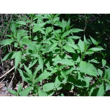 Ortiga dioica (mayor)