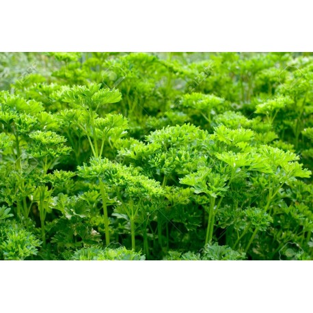 Perejil hoja rizada