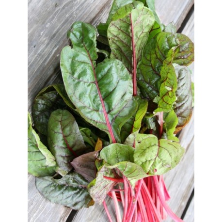 Remolacha hoja ensalada