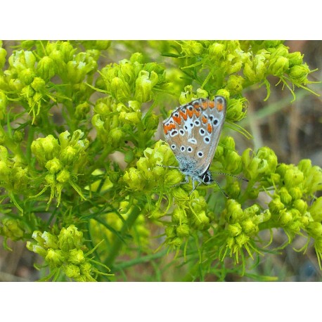 Ruda montesina