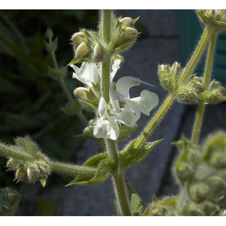Salvia blanca