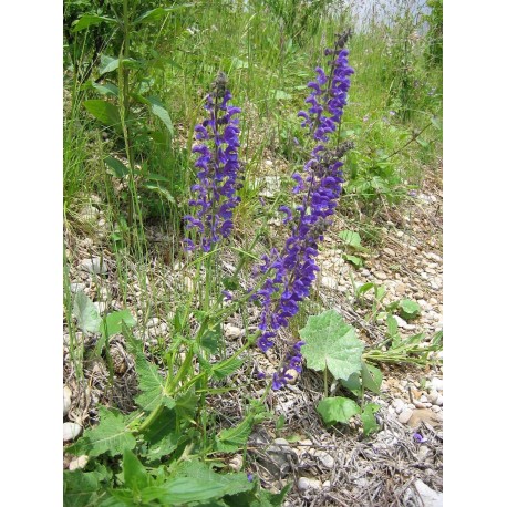 Salvia de los prados