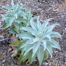 Salvia incienso, 25gr