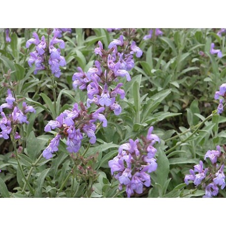 Salvia silvestre