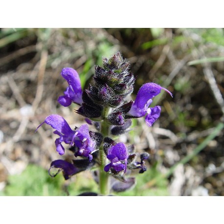 Salvia verbenácea