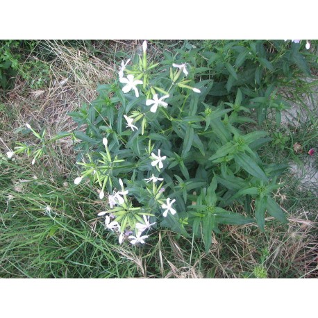 Saponaria