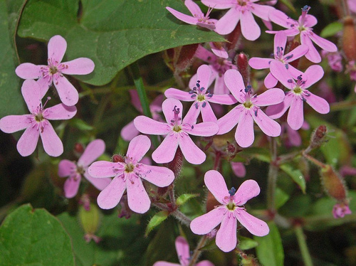Saponaria menuda