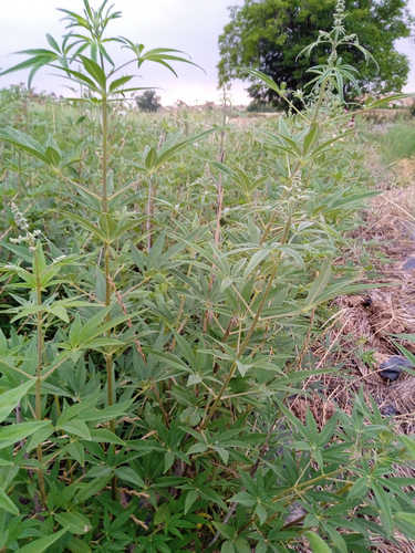 Sauzgatillo / Vitex