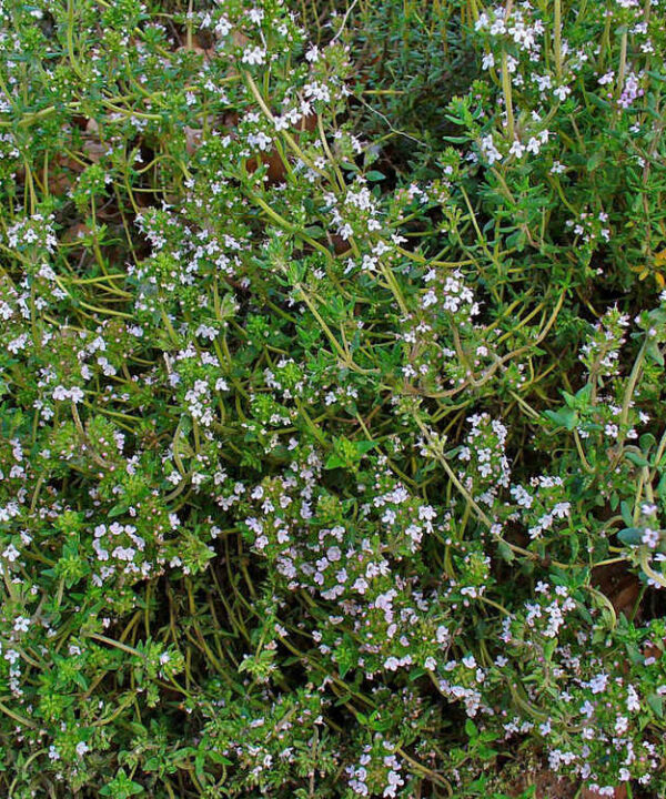 Tomillo cultivado grande