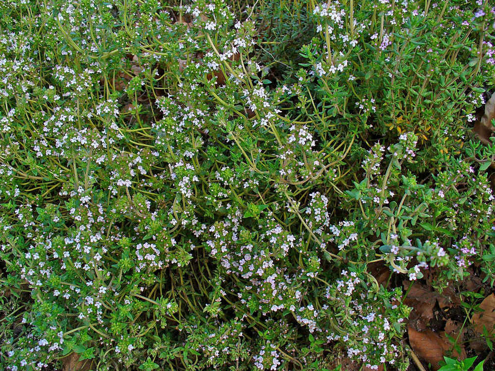 Tomillo cultivado grande