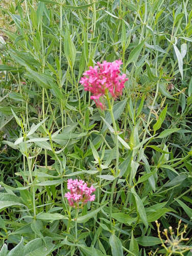Valeriana roja